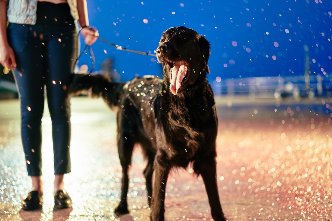 cazinoul-constanta-sony-bravia-10