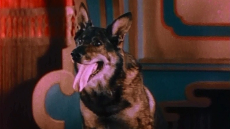 Rin Tin Tin, arătând ca un băiat foarte bun, în 