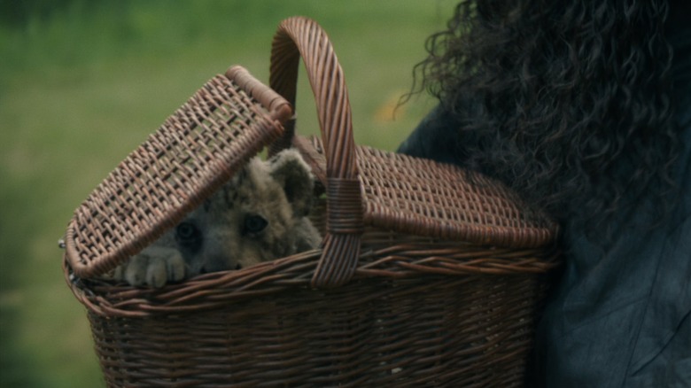 Cub de leu într -un coș de biciclete din Wicked: Prima parte