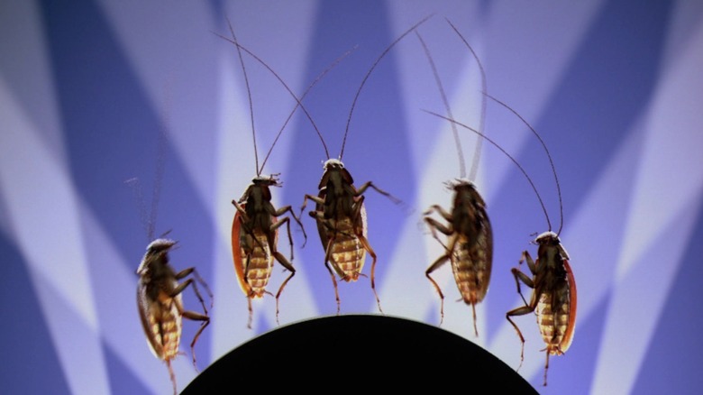 Un cvintet de gandaci cântând din filmul apartamentului lui Joe