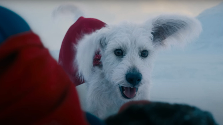 Krypto Superdog se uită la un Kal-El rănit în Superman
