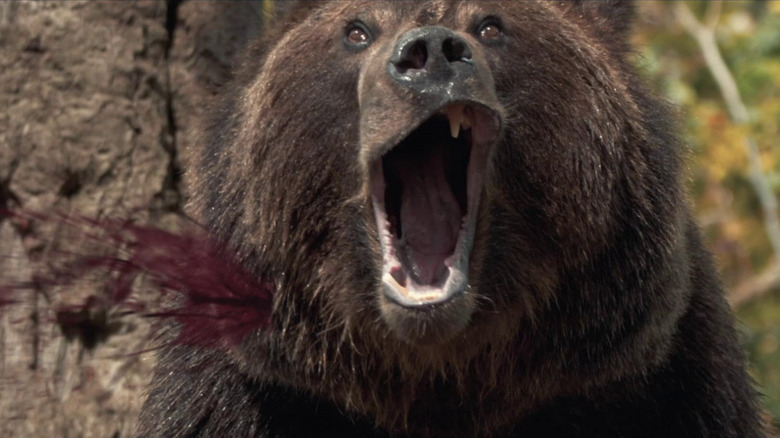 Bietul urs țipând în timp ce este împușcat în gât în Grizzly 2: Răzbunare