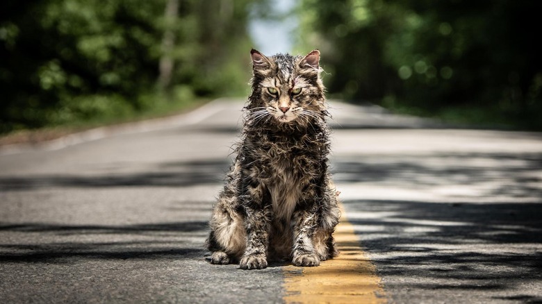 Biserica Catul din emidul drumului arătând zdrențuit în sematarul animalelor de companie (2019)