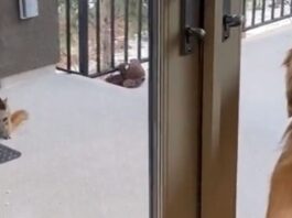 O veveriță își duce zilnic puii la un Golden Retriever,