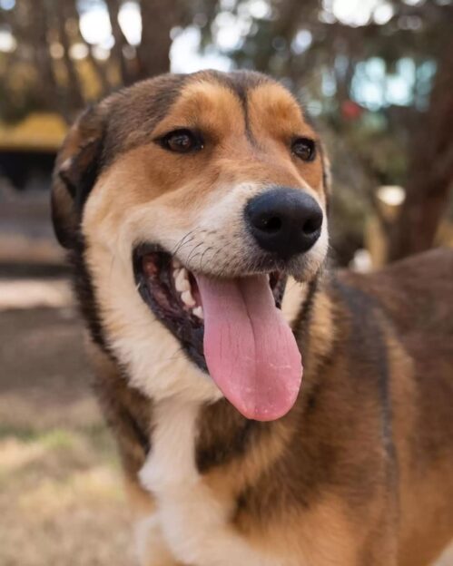 soneria adăpostului a adus o surpriză emoționantă 1