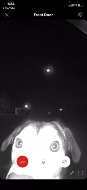 soneria adăpostului a adus o surpriză emoționantă 1