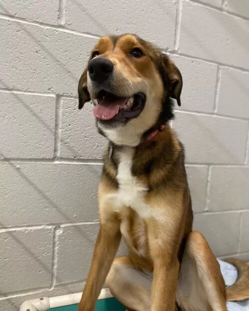 soneria adăpostului a adus o surpriză emoționantă 1