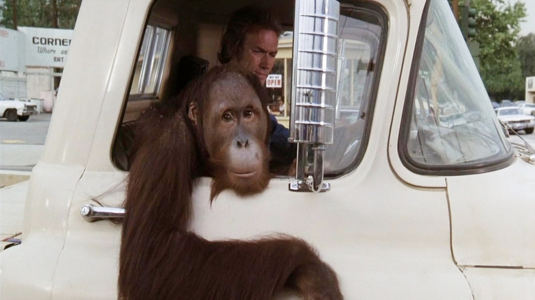 Manis ca Clyde stând într-un camionet de lângă Clint Eastwood, în timp ce Philo Beddoe în fiecare mod, dar liber