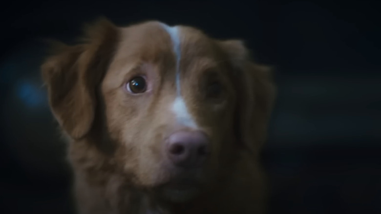 Indy câinele este văzut în apropiere în băiat bun