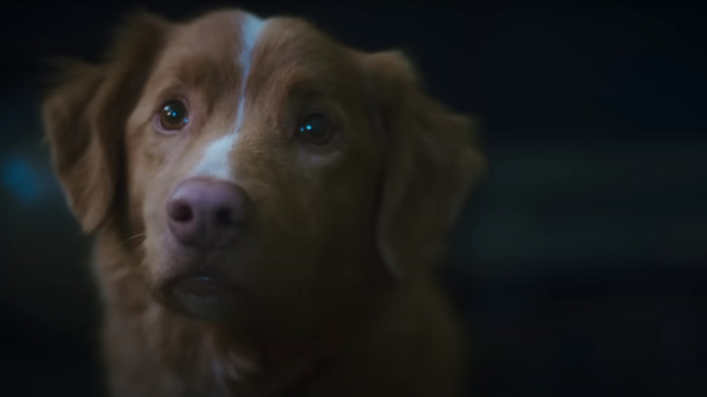 Indy câinele care arată îngrijorat de băiatul bun