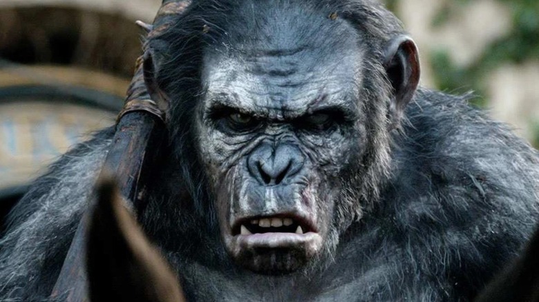 Prim-plan al lui Koba care se uită în zorii planetei maimuțelor