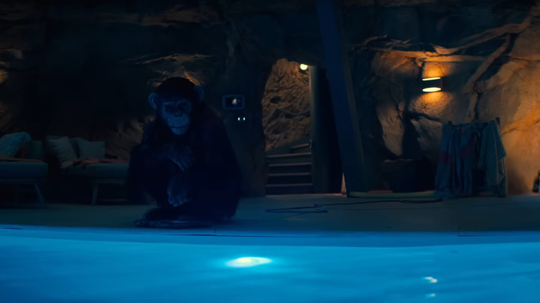 Ben ghemuit lângă o piscină în Primate