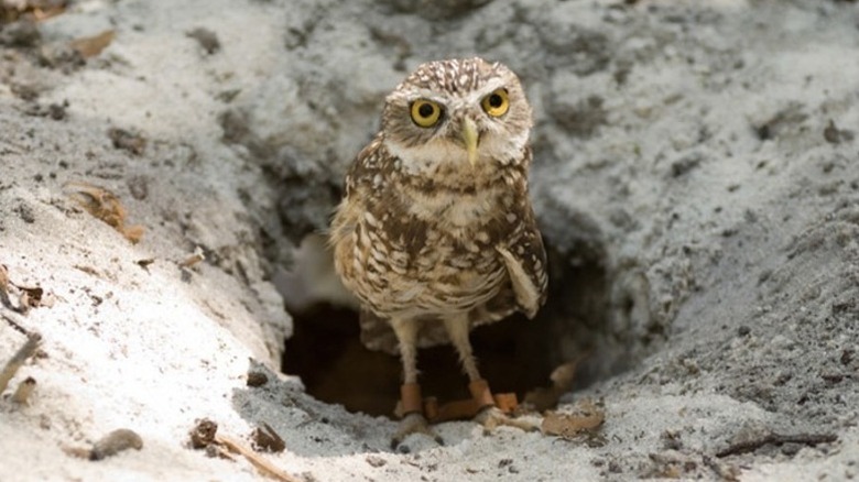 O bufniță de vizuină în Hoot