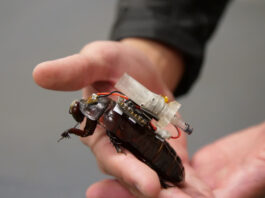 Cyborg cockroaches armed with tiny syringes could one day deliver medicine to trapped disaster victims