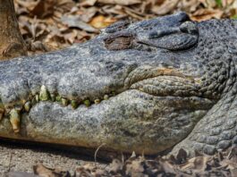 A man could face a decade in prison for a fake crocodile photo he made with Gemini